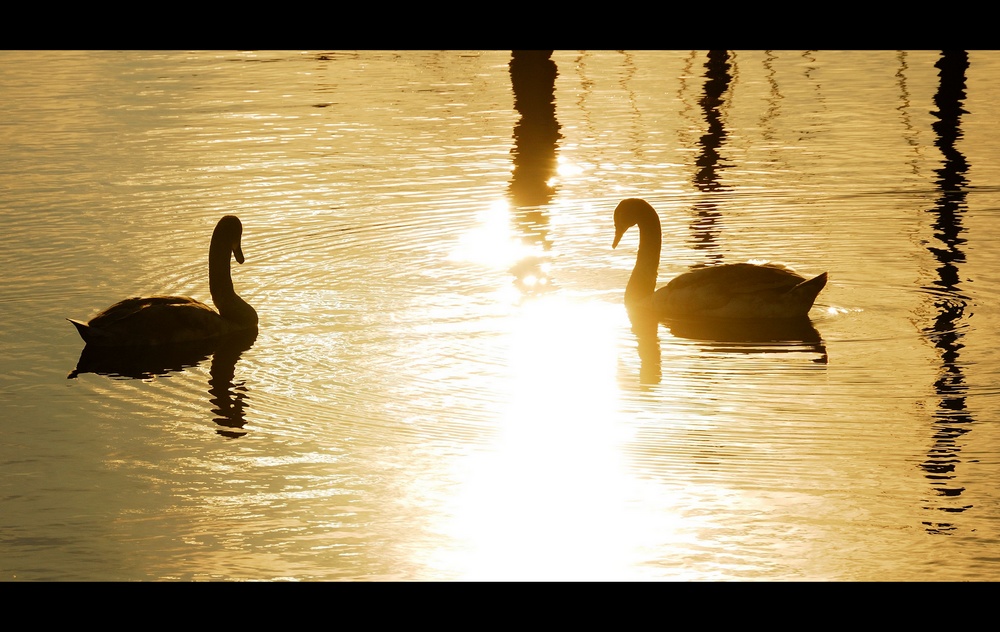 Schwäne im abendlichen Licht