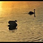 Schwäne im abendlichen Licht auf dem See 