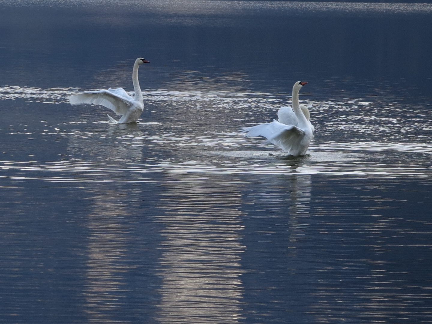 Schwäne im Abendlicht