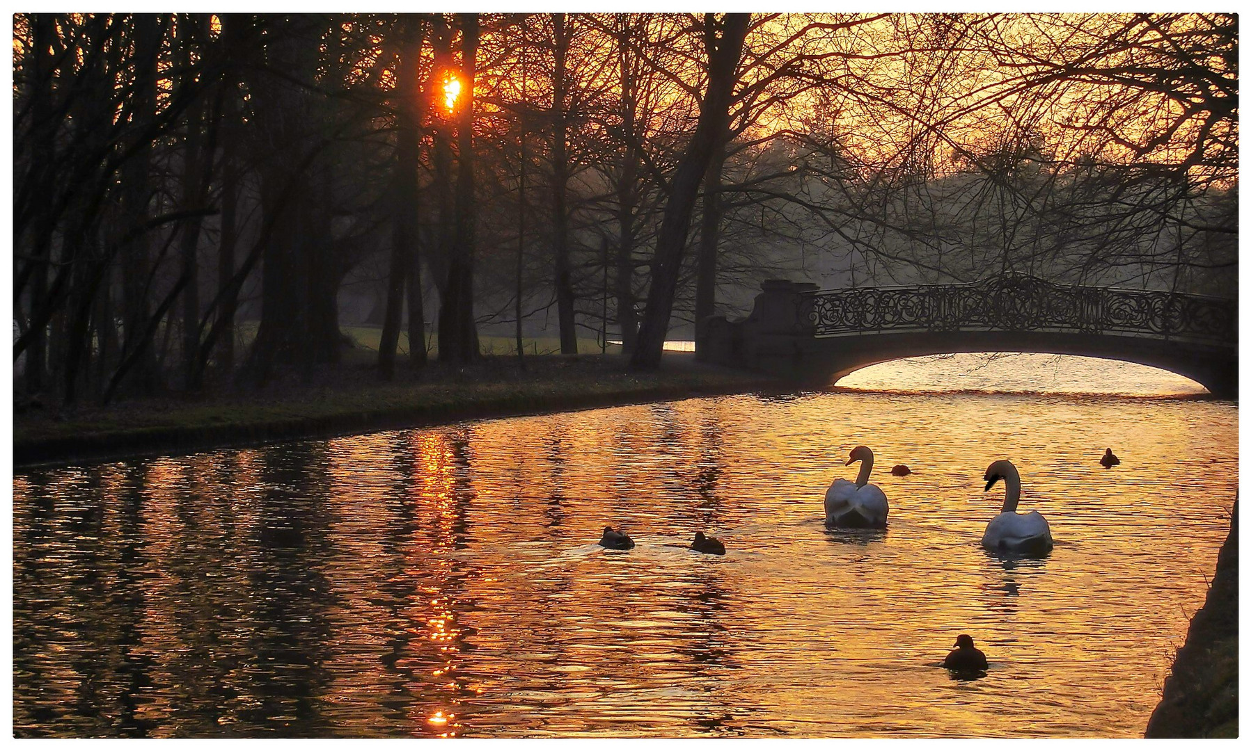 Schwäne im Abendlicht