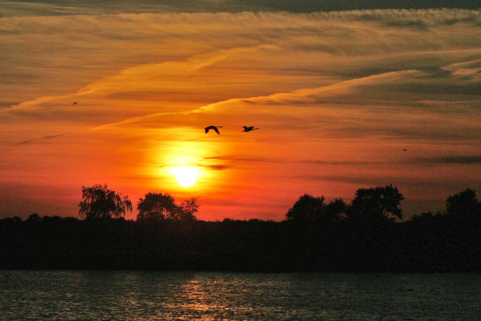 Schwäne im Abendlicht