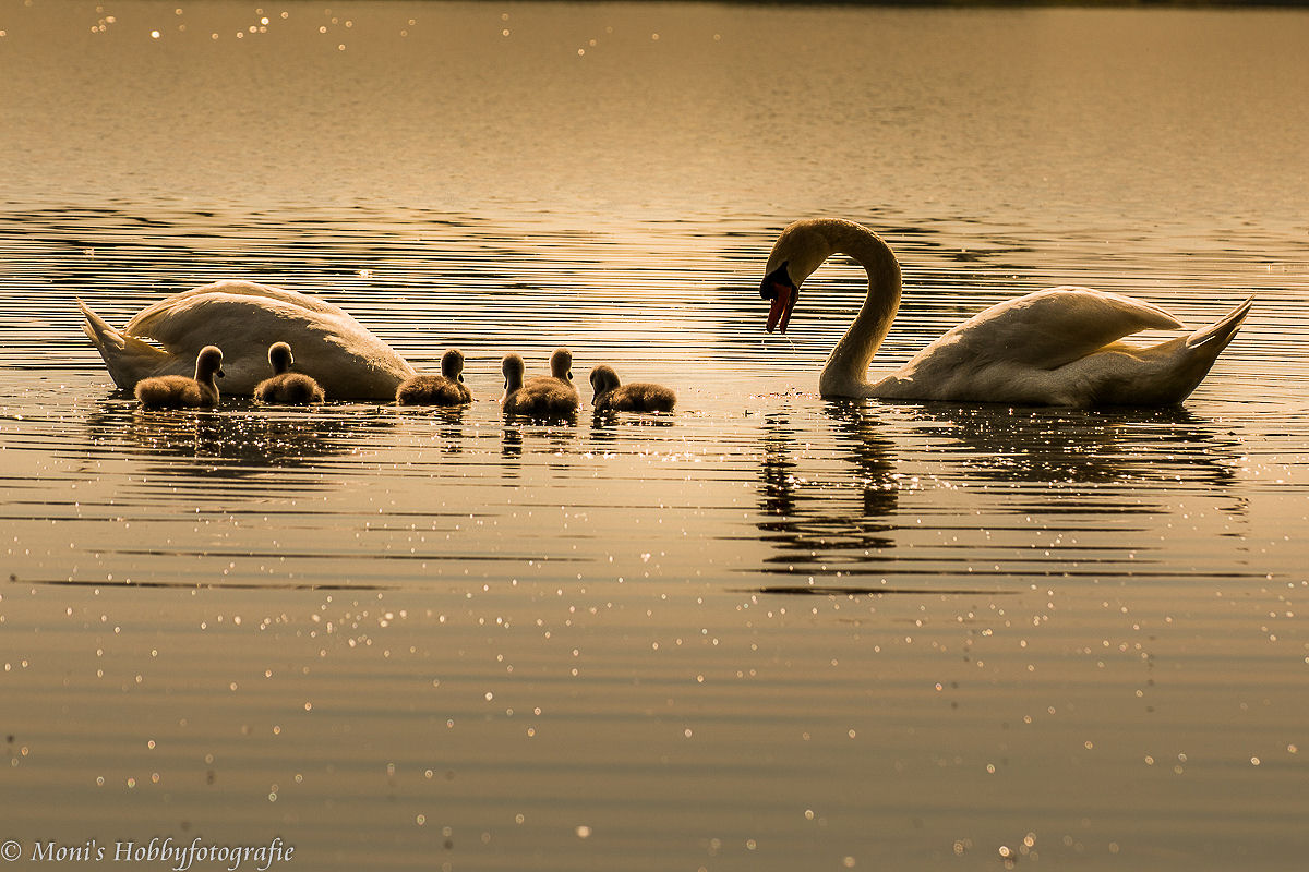 Schwäne im Abendlicht