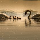 Schwäne im Abendlicht