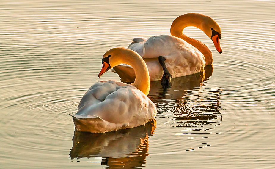 Schwäne im Abendlicht