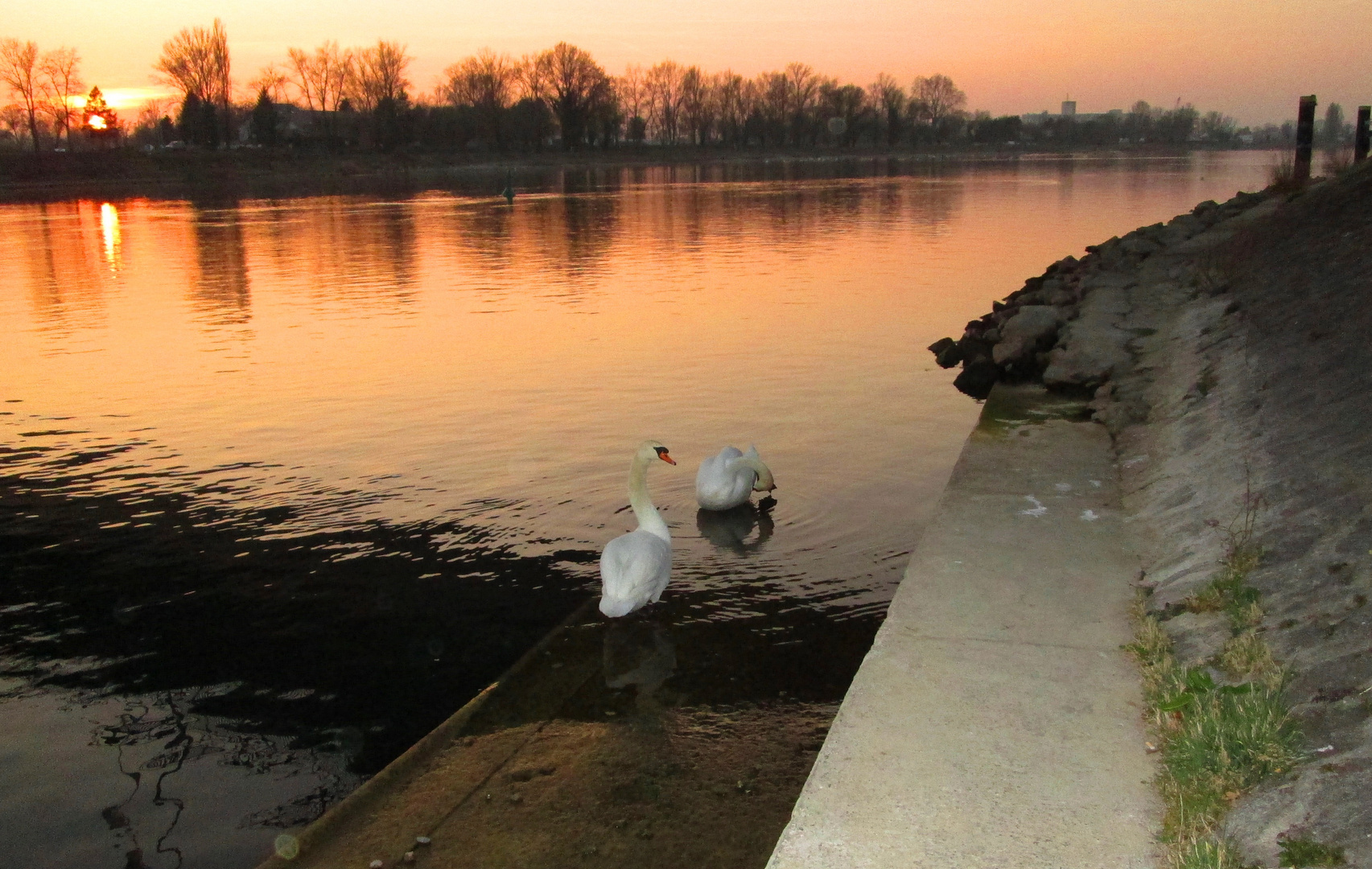 Schwäne im Abendrot