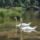 Schwäne im Altausseersee