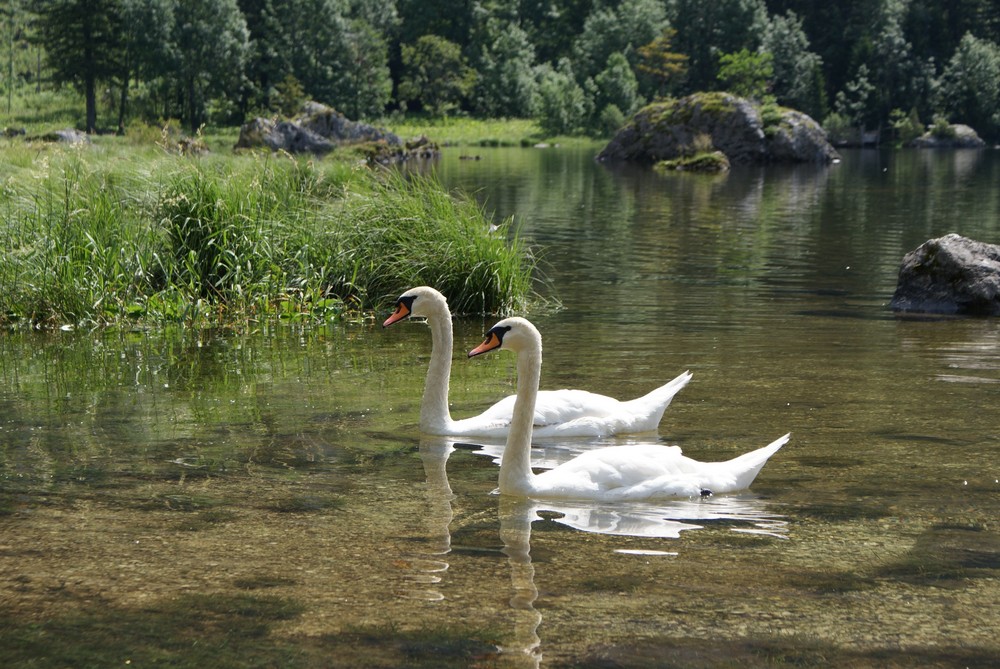 Schwäne im Altausseersee