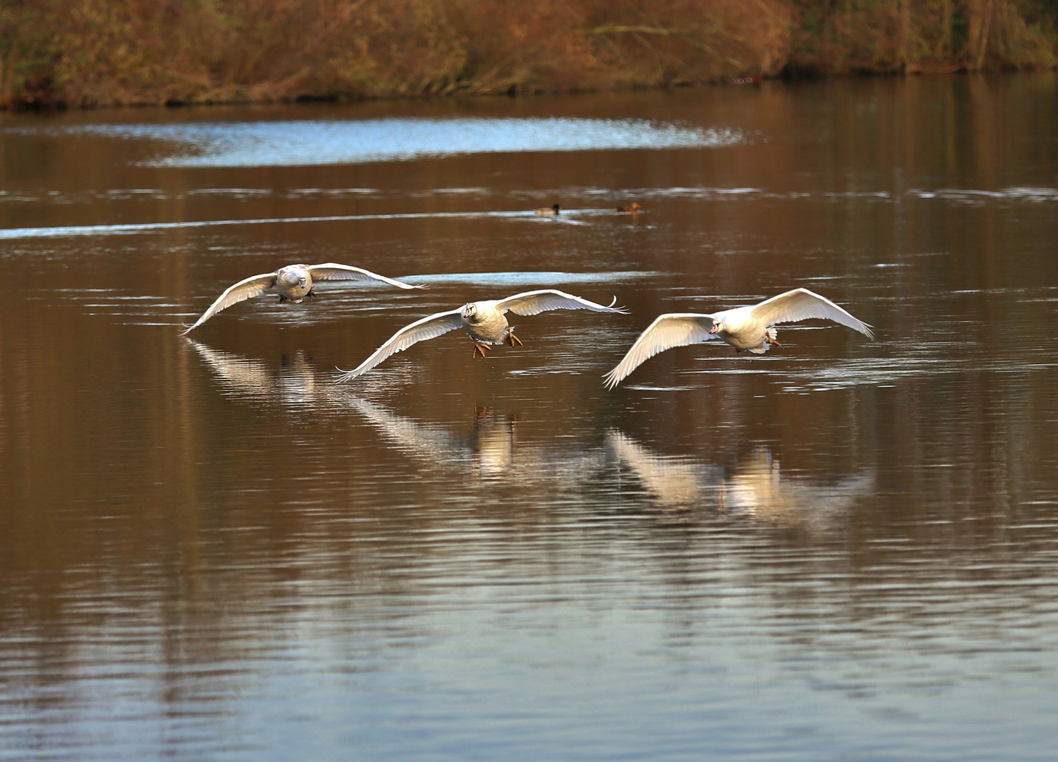 Schwäne im Anflug