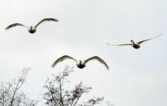 Schwäne im Anflug