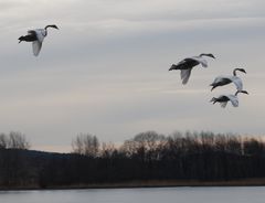 Schwäne im Anflug