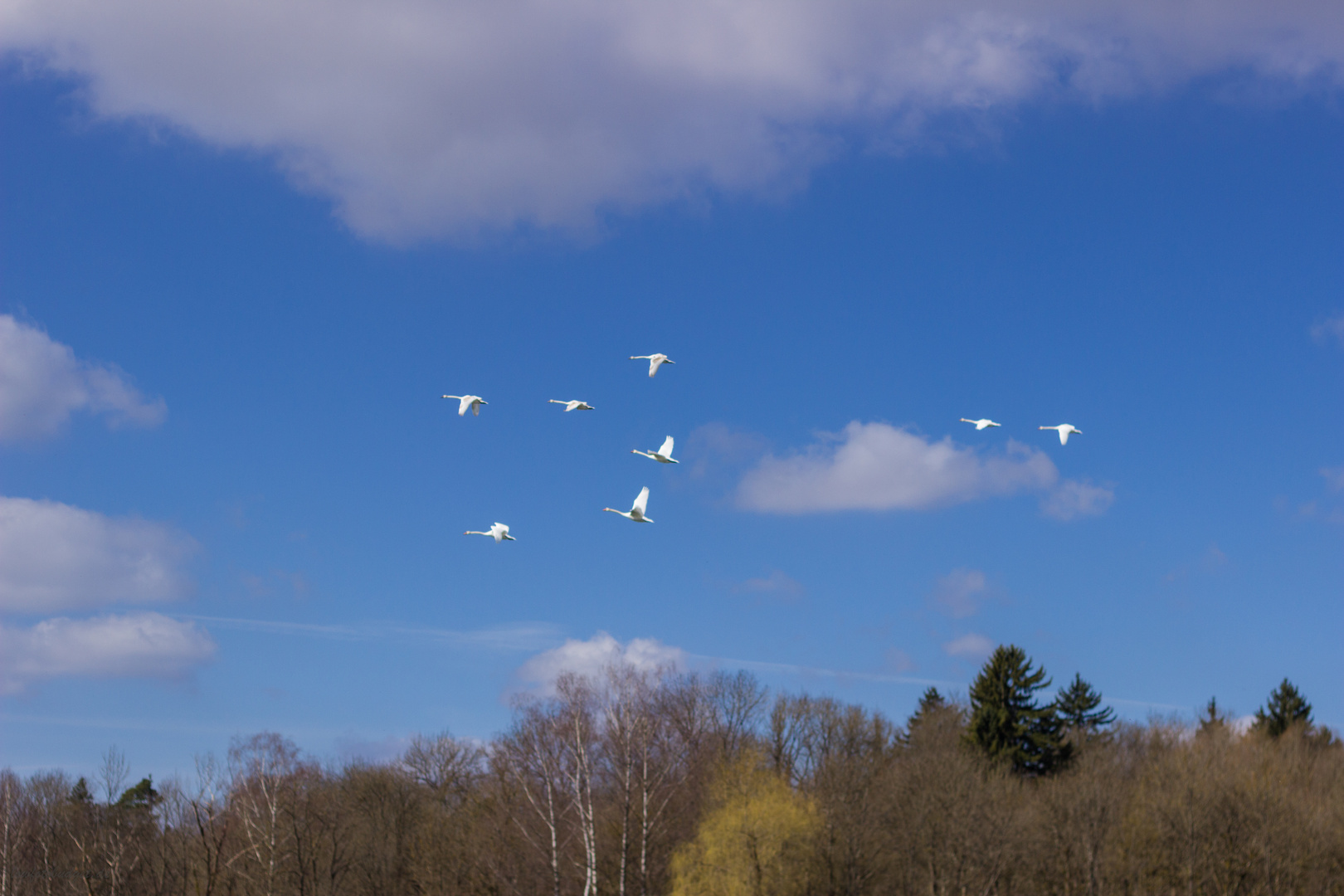 Schwäne im Anflug