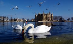 Schwäne im Burgsee II