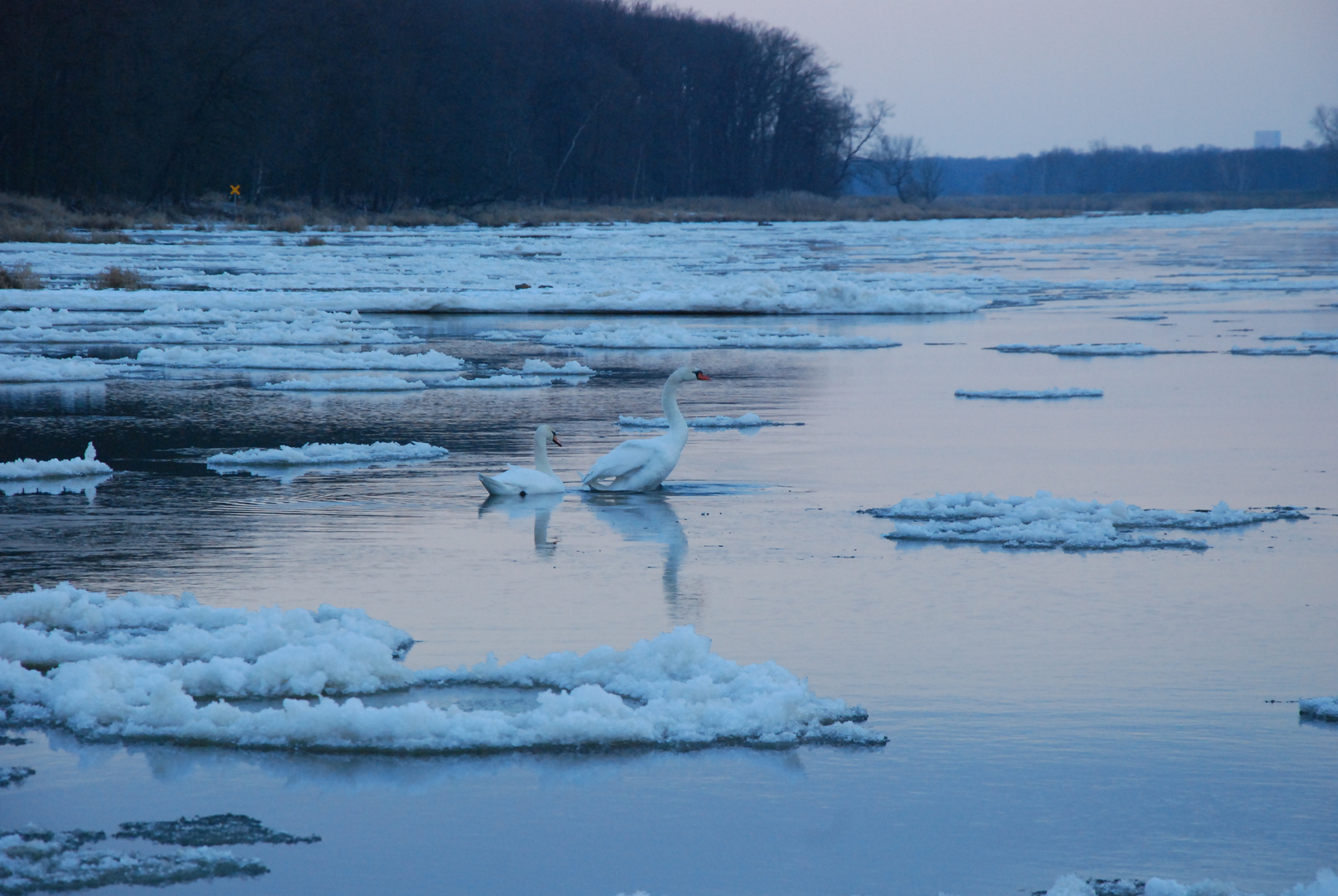 Schwäne im Eisgang der Oder bei Brieskow-Finkenheerd, Brandenburg