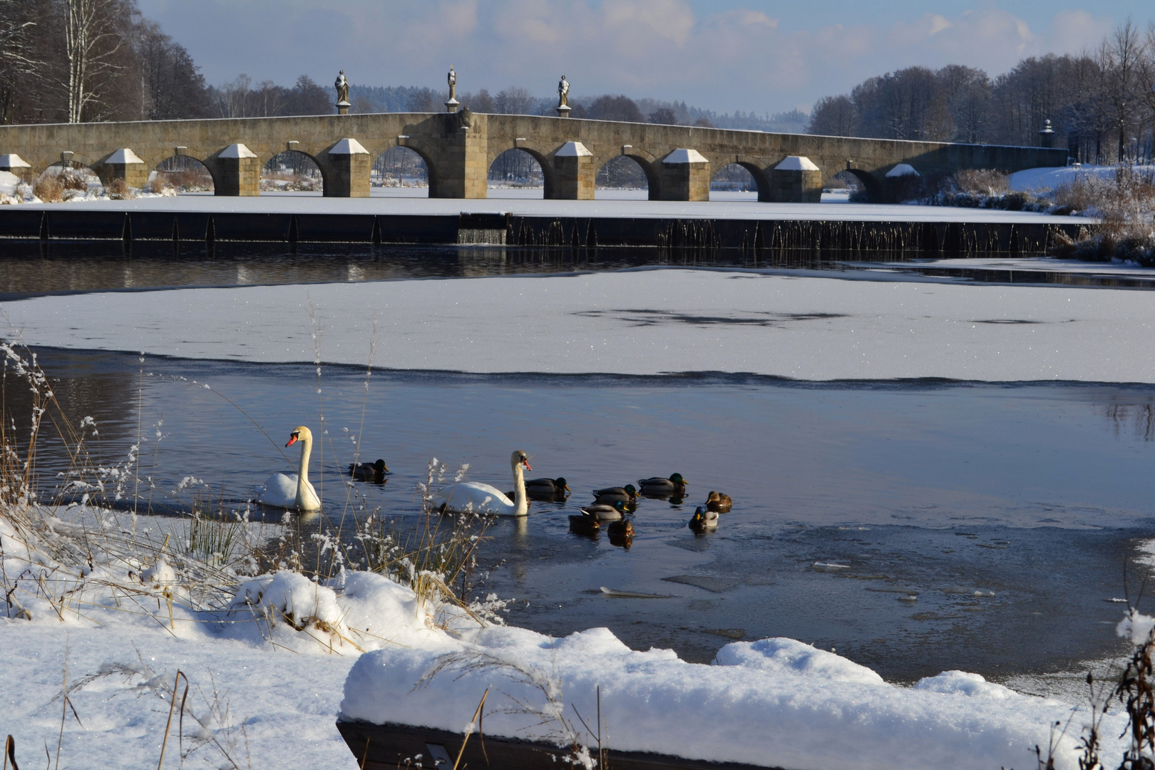 Schwäne im Fischhofpark - 18. Januar 2016