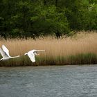 Schwäne im Fjord von Haderslev