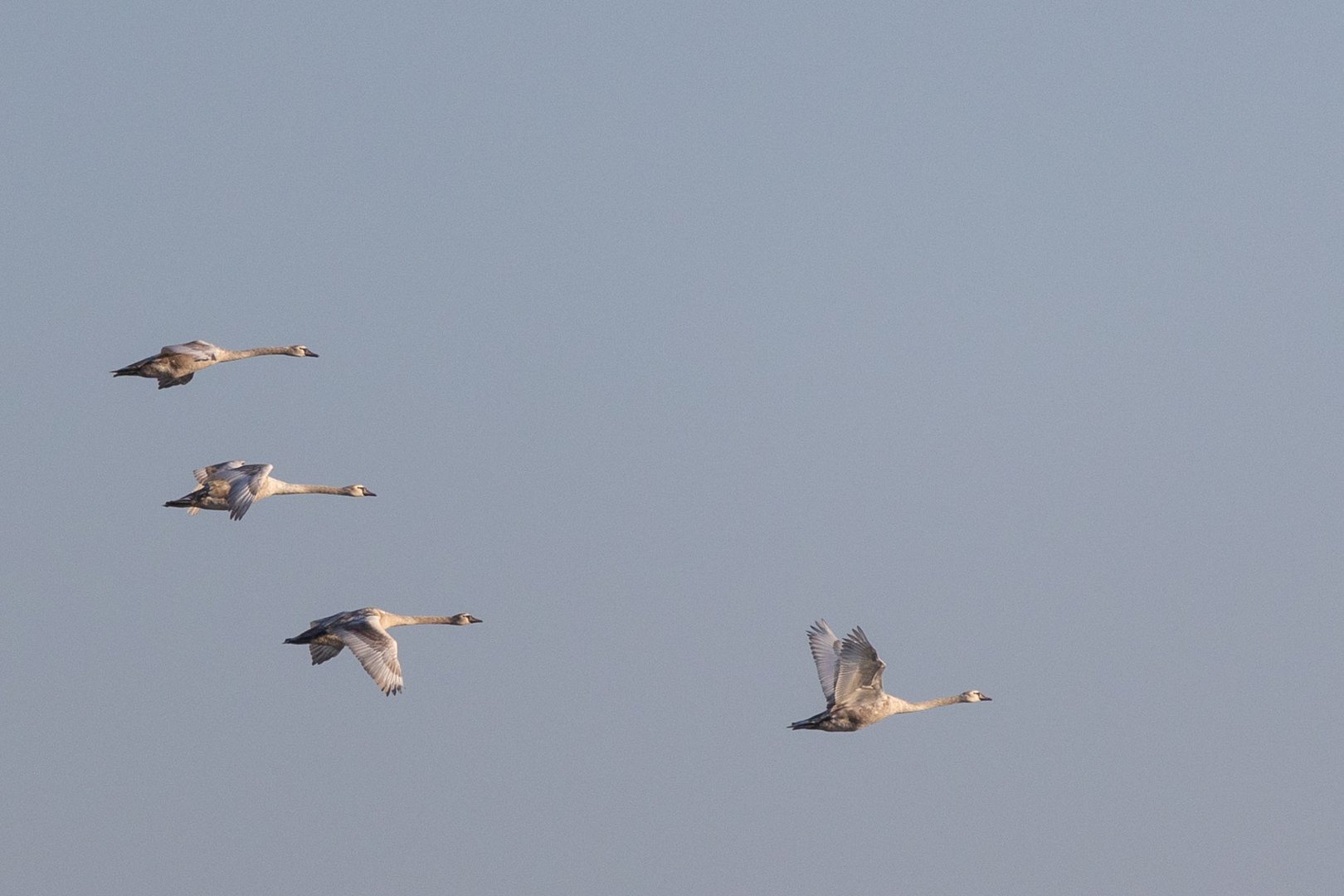 Schwäne im Flug 