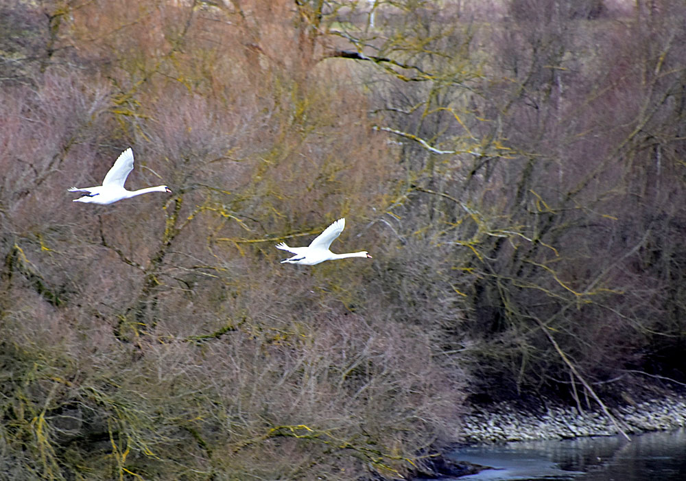 Schwäne im Flug