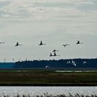 Schwäne im Flug