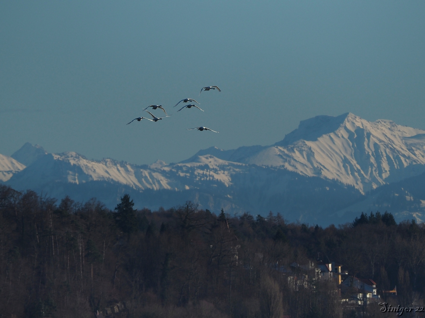 Schwäne im Flug 2