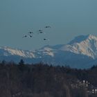 Schwäne im Flug 2