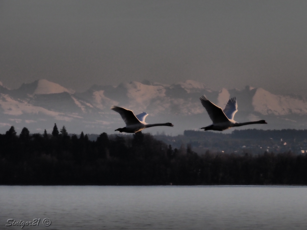 Schwäne im Flug 2