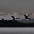 Schwäne im Flug 2