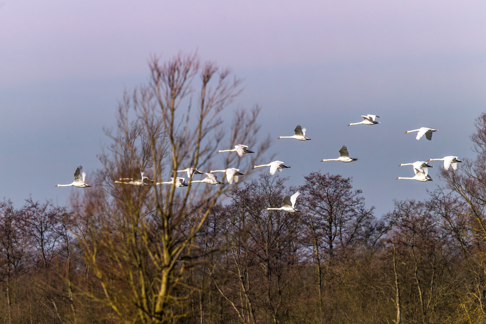 Schwäne im Flug