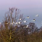 Schwäne im Flug