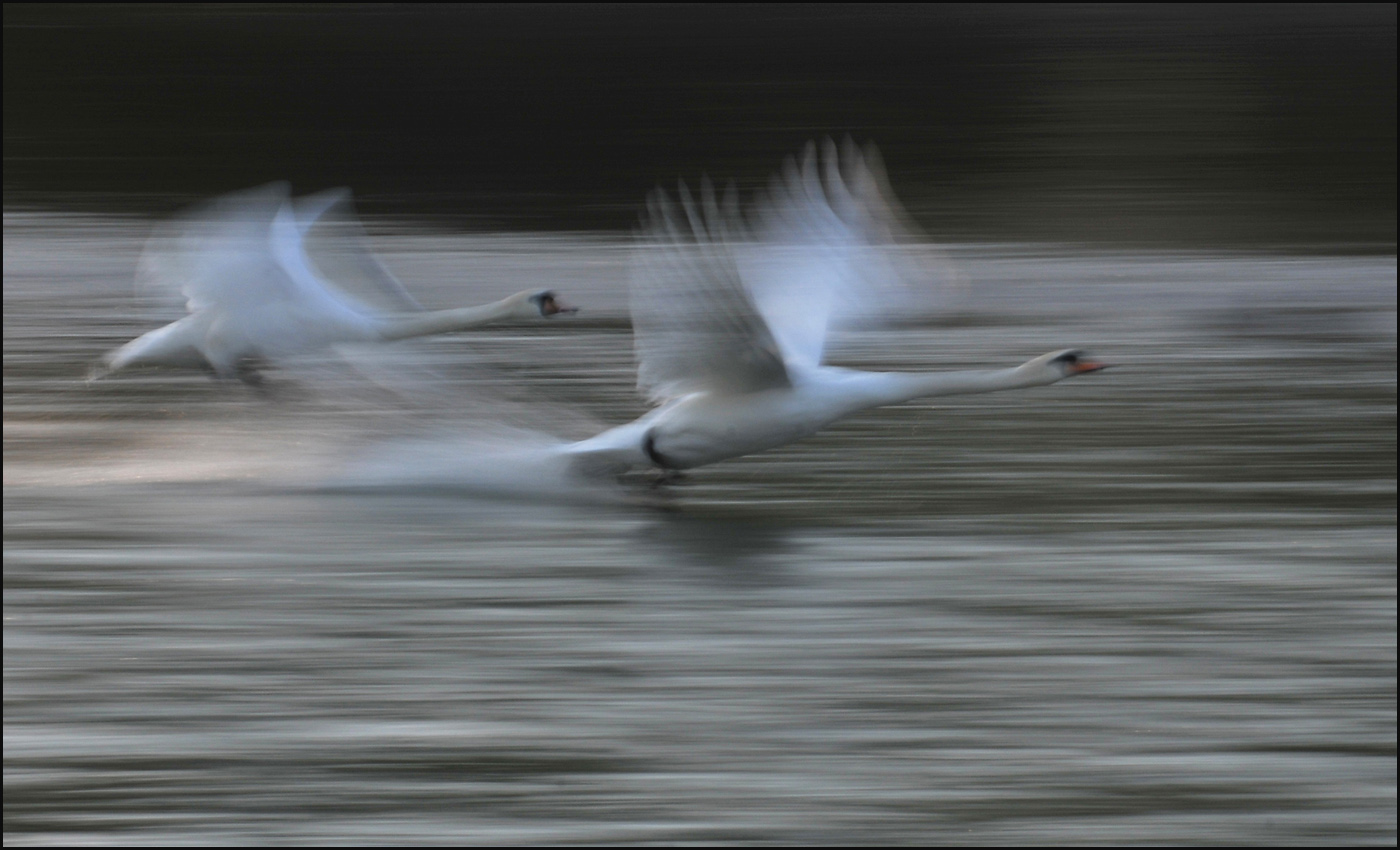 schwäne im flug 3