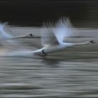 schwäne im flug 3