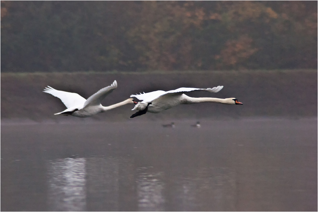 Schwäne im Flug