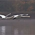 Schwäne im Flug