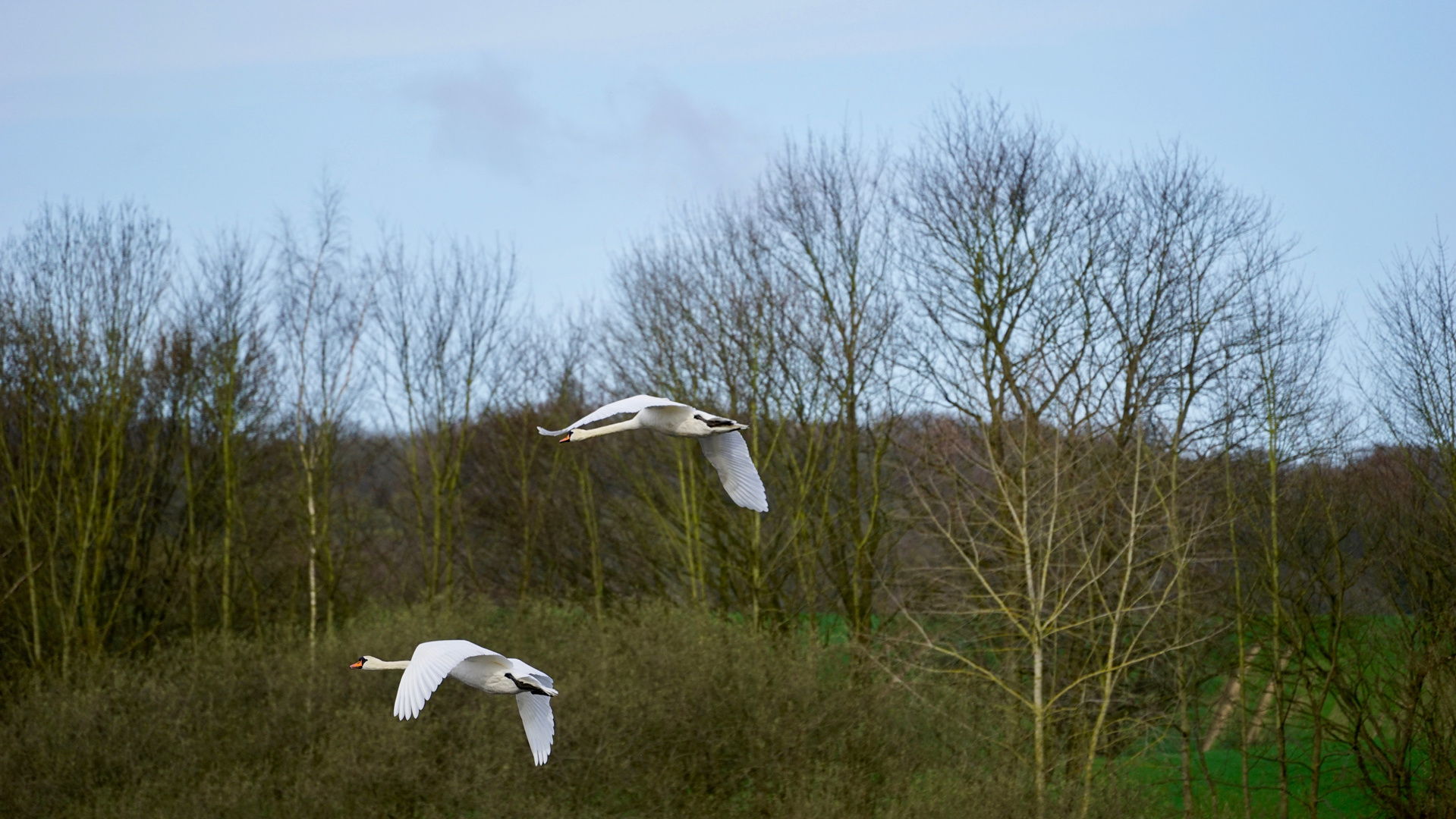 Schwäne im Flug