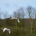 Schwäne im Flug