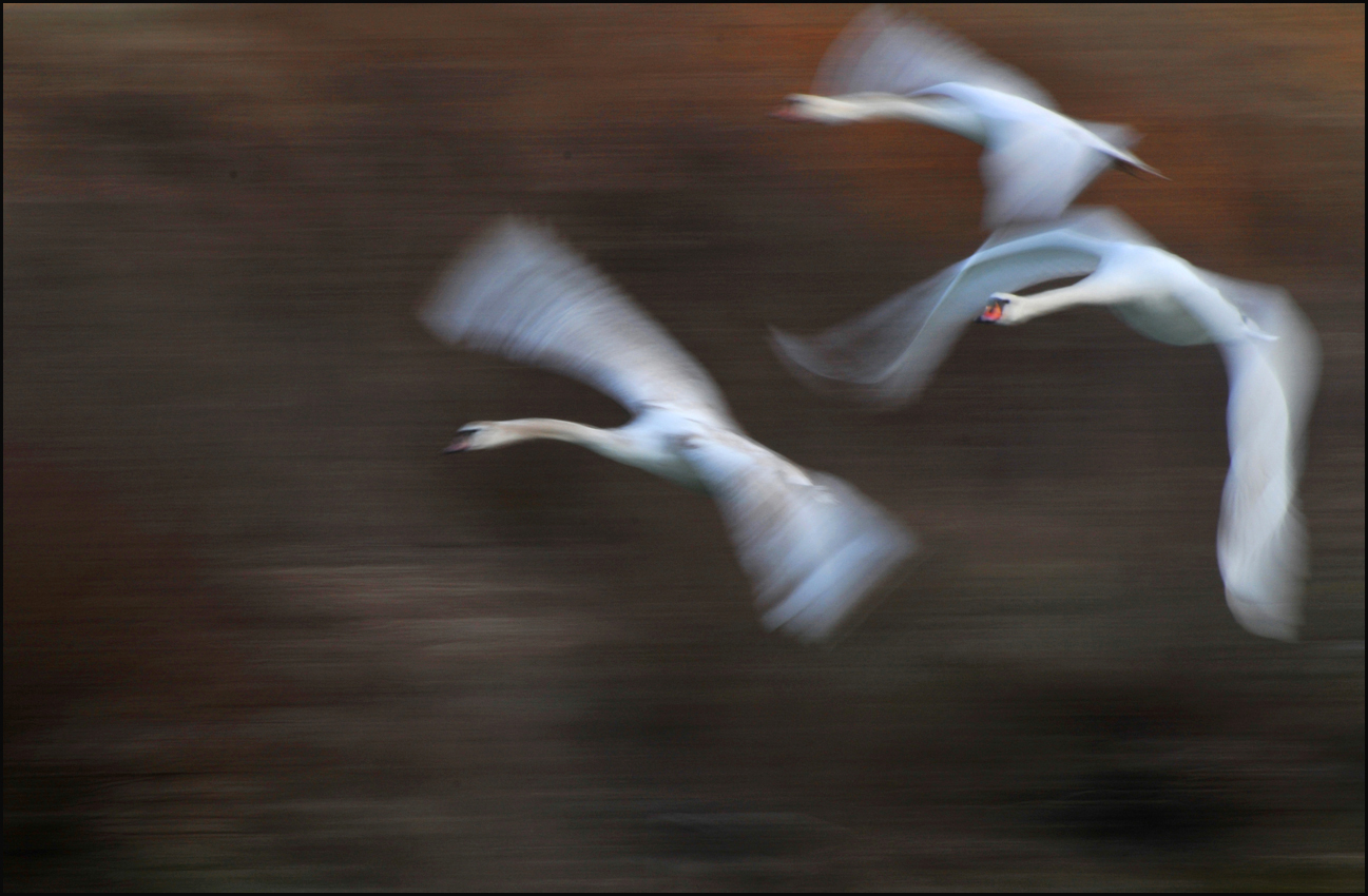 Schwäne im Flug 6