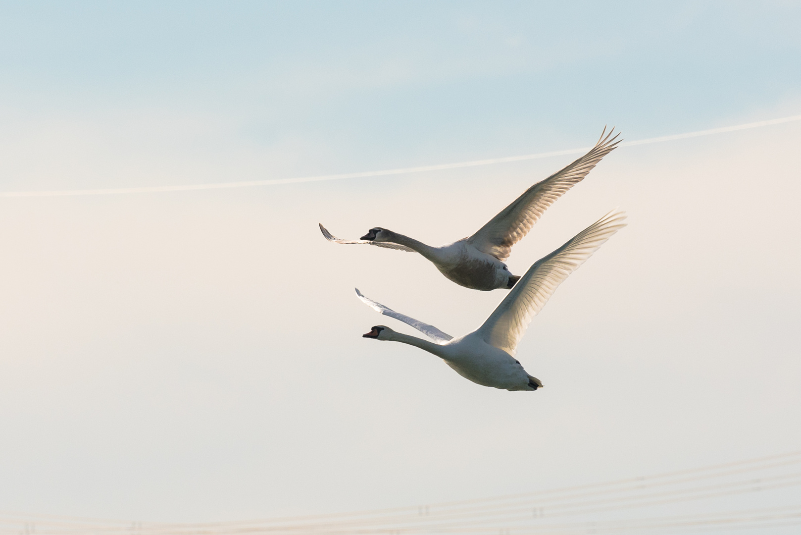 Schwäne im Flug