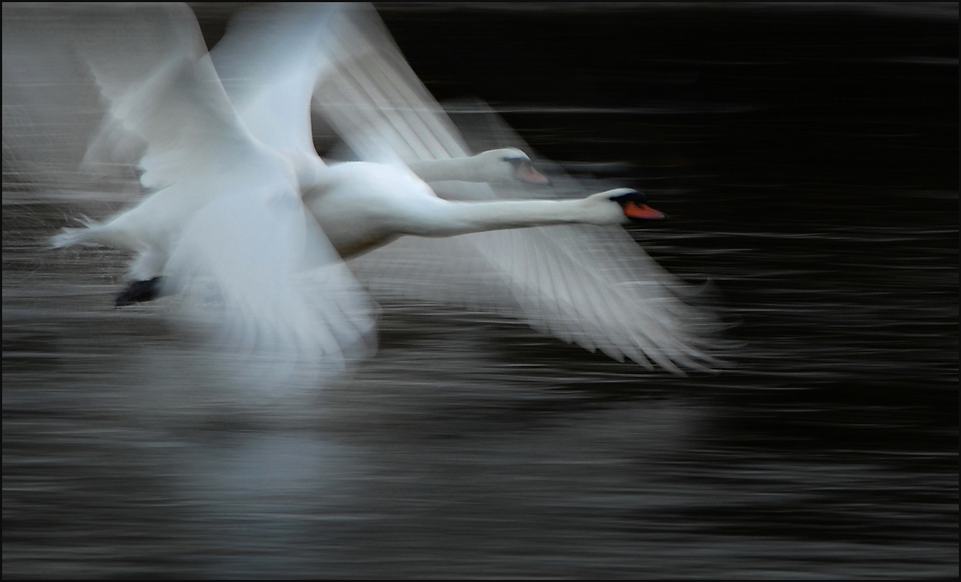 Schwäne im Flug 7