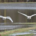 Schwäne im Flug