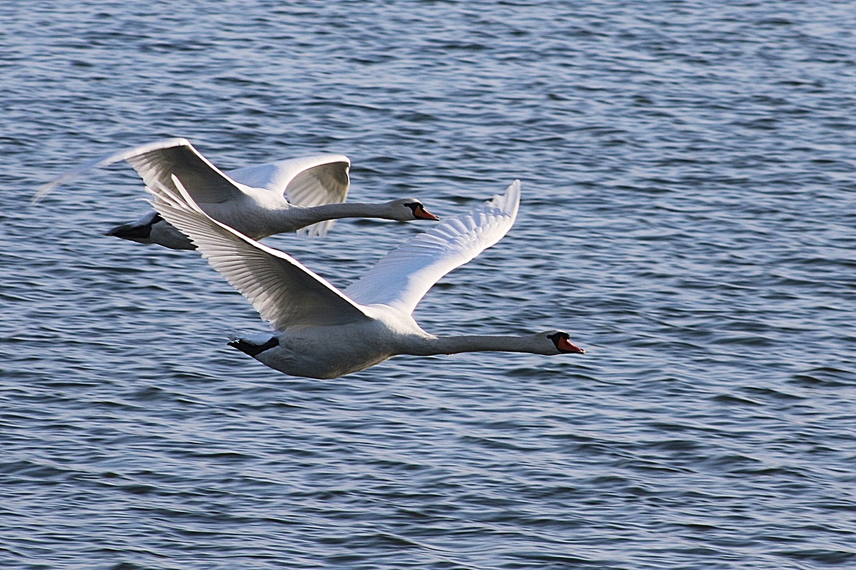 Schwäne im flug