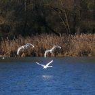 Schwäne im Flug