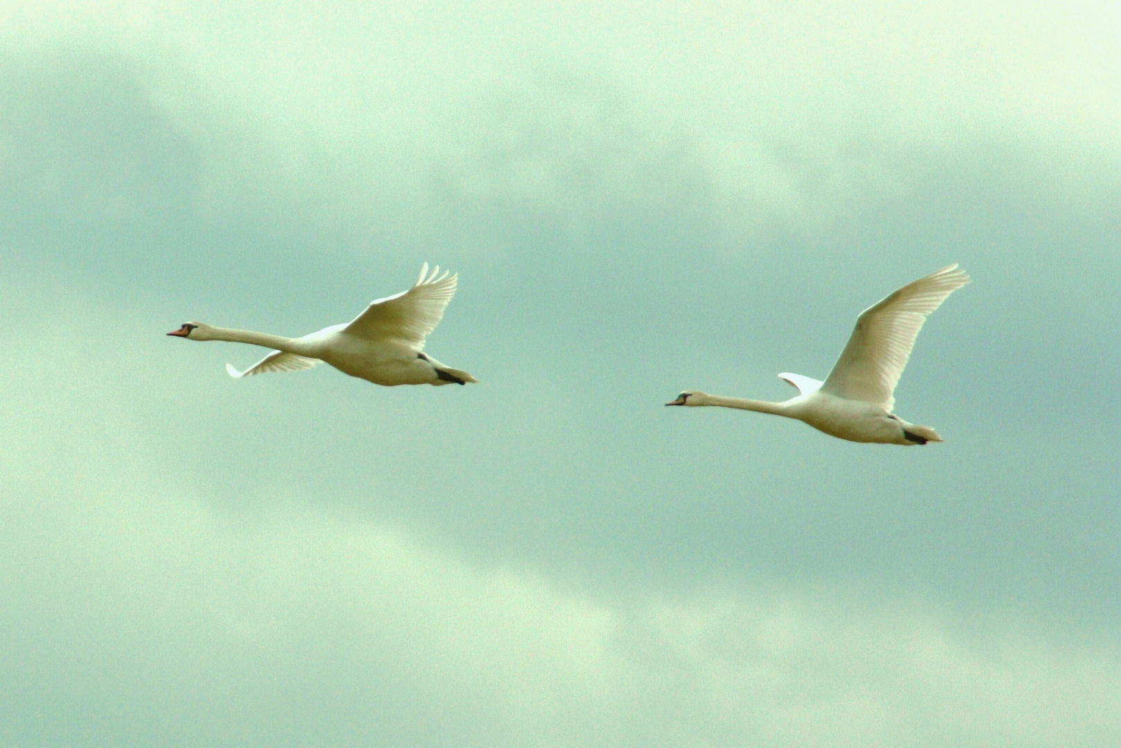 Schwäne im Flug