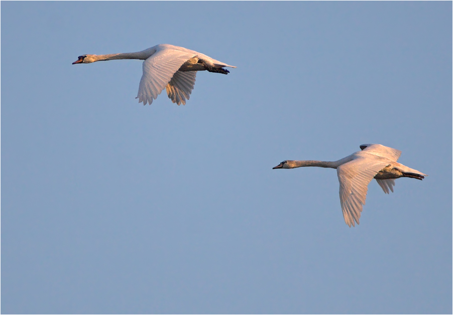 Schwäne im Flug