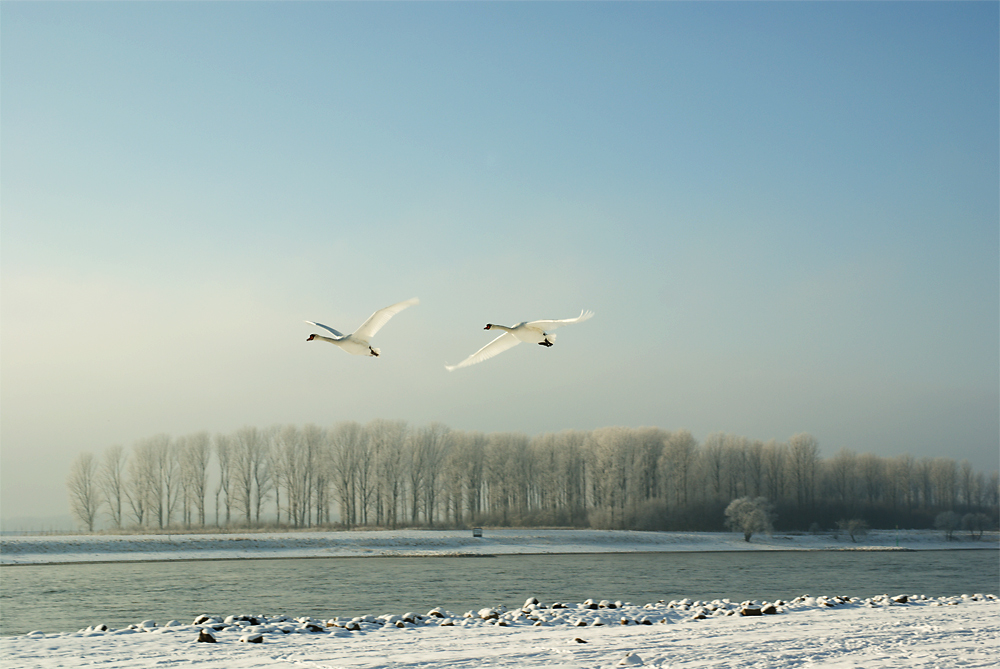 Schwäne im Flug