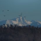 Schwäne im Flug