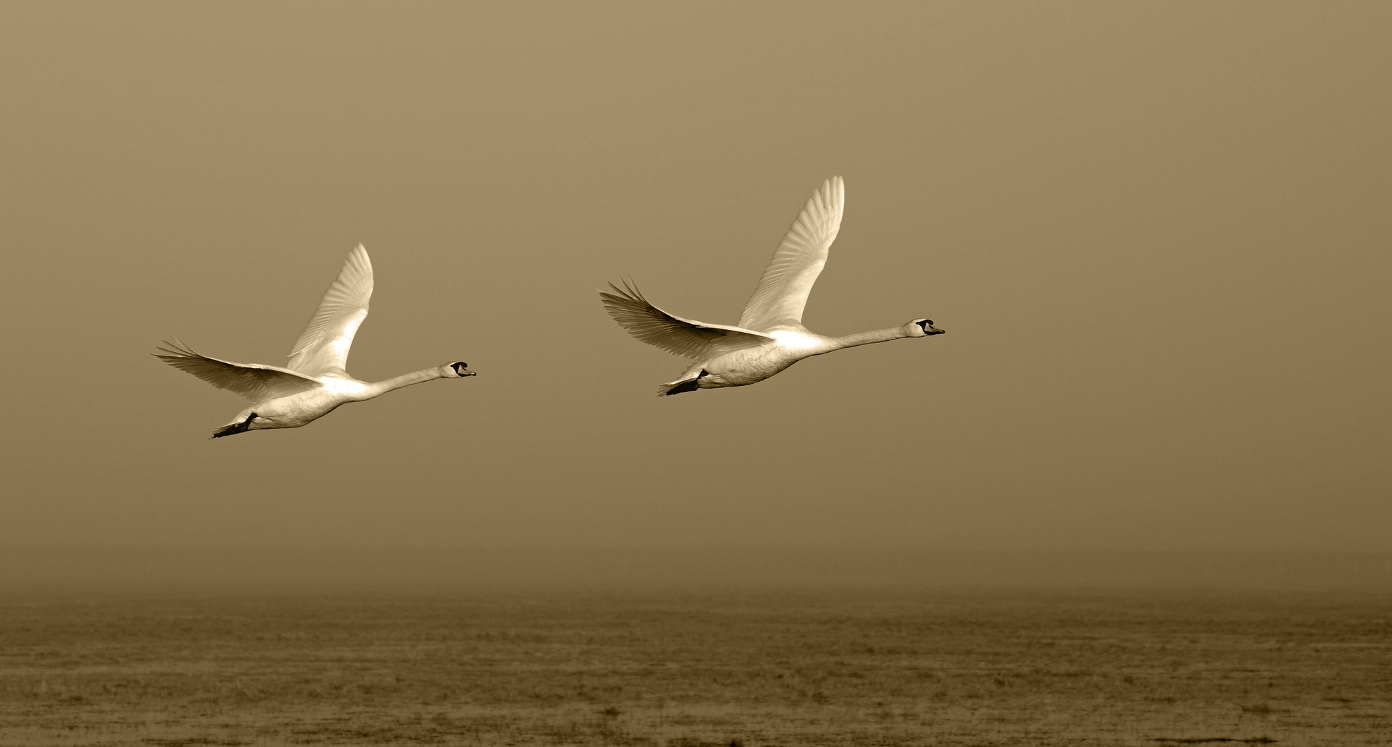 Schwäne im Flug 