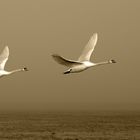 Schwäne im Flug 