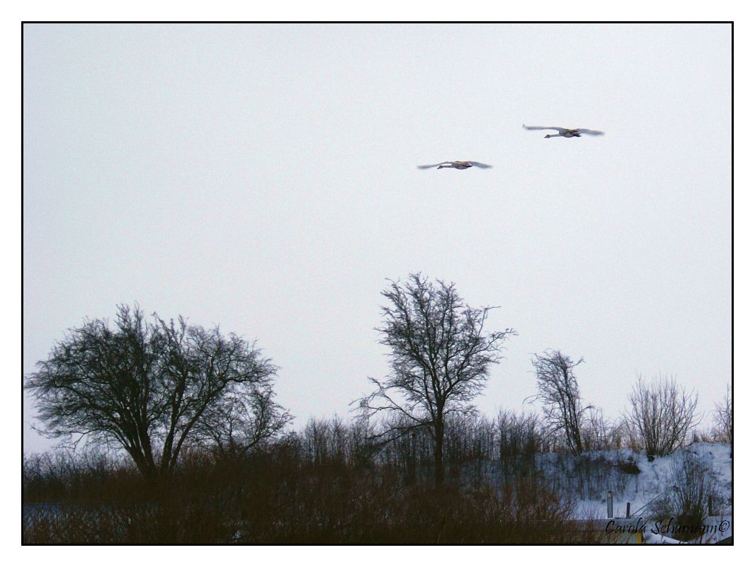 Schwäne im Flug