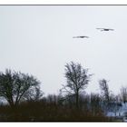 Schwäne im Flug