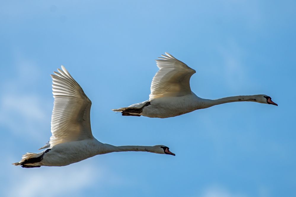 Schwäne im Flug