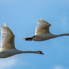 Schwäne im Flug